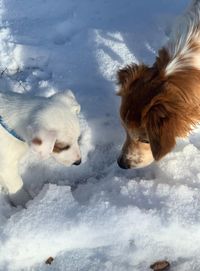 Snoopy und Enjo